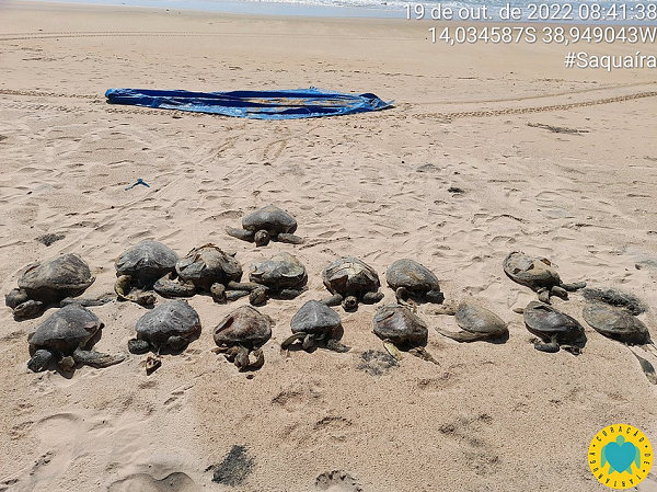 As tartarugas estavam bastante mutiladas e provavelmente foram vítimas das redes de pescadores de camarões ancorados nas redondezas (Foto: Divulgação)