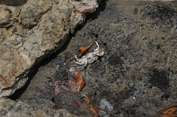 Quem passa pela praia de Barra do Jacuípe já pode encontrar siris mortos (Foto: Arisson Marinho/Correio)