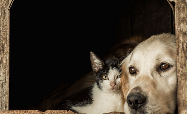 Foguetório representam um perigo à saúde dos pets (Foto: Reprodução/Freepik)