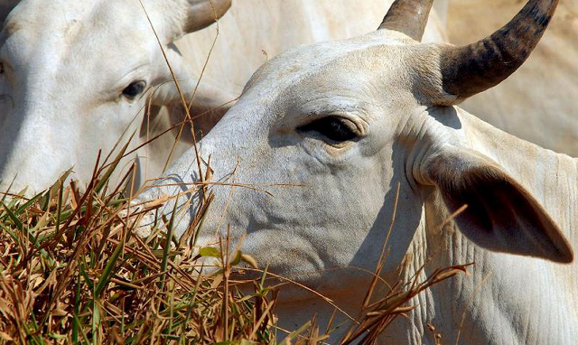 Os últimos casos de vaca louca registrados no Brasil ocorreram em 2021, em Minas Gerais e no Mato Grosso (Foto: Arquivo/Agência Brasil)