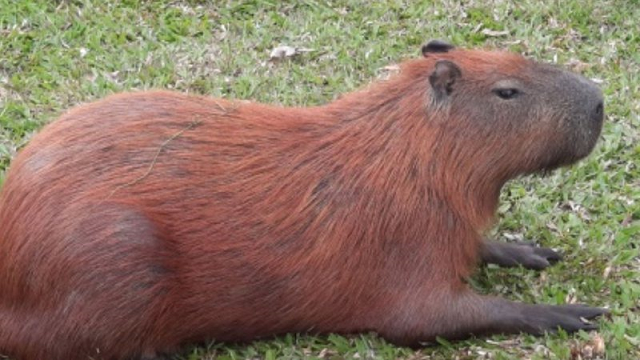 Capivara anda por pista de Guarajuba na maior tranquilidade (Foto: Divulgação)