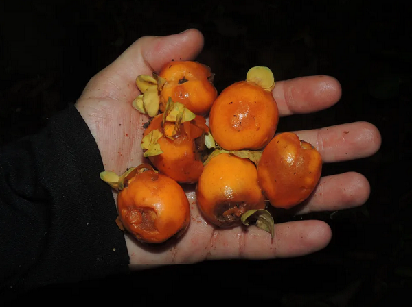 Segundo os pesquisadores, os frutos possuem sabor parecido com o da goiaba (Foto: Thiago Fernandes/Divulgação)