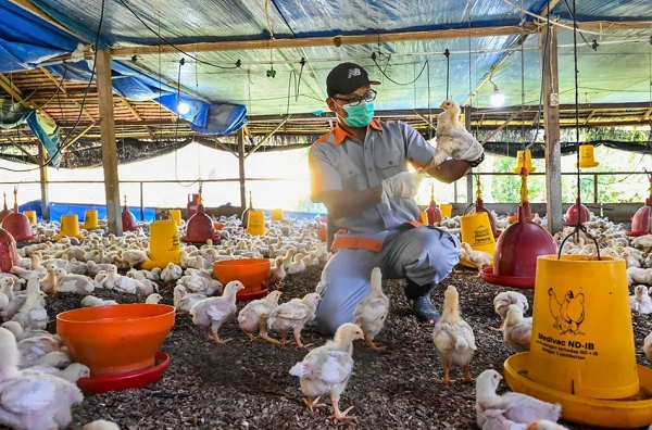 Brasil segue sem nenhum caso da doença em pessoas (Foto: CHAIDEER MAHYUDDIN/AFP)