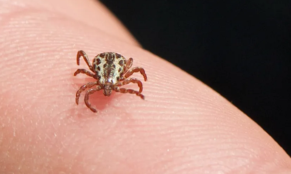 vírus Oz, tecnicamente chamado de OZV, pertence ao novo gênero Togotovírus, da família Orthomyxoviridae (Foto: Jerry Kirkhart/Wikimedia)
