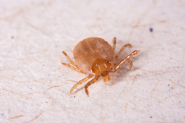 A febre maculosa é transmitida pela picada do carrapato-estrela contaminado por bactérias do gênero Rickettsia (Foto: Shutterstock)