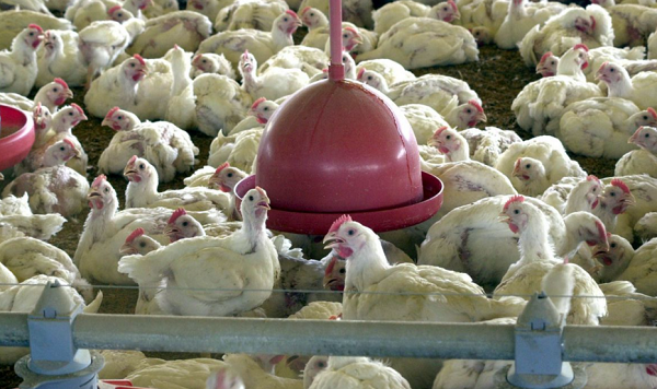 O primeiro caso de gripe aviária em ave silvestre no Brasil foi confirmado no dia 15 de maio (Foto: Reprodução)