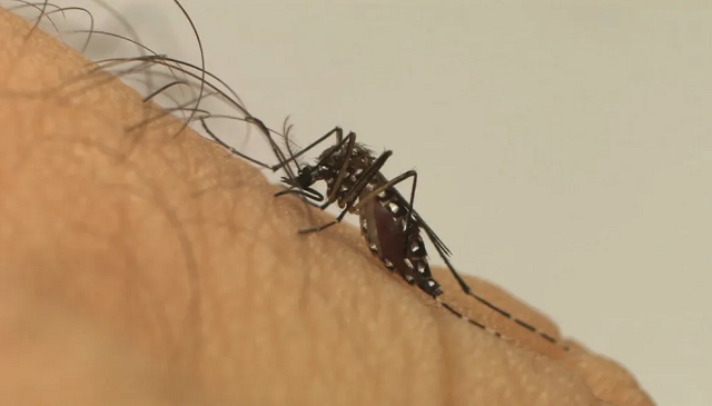 Primeira morte por dengue hemorrágica foi confirmada em Alagoinhas (Foto: Divulgação/Fiocruz)