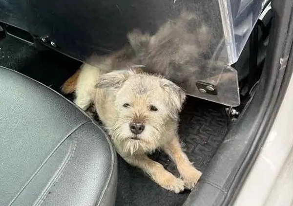 Os tutores estavam na Alemanha e animal foi encontrado perdido em Genebra (Foto: Reprodução/Tribune de Genève/Police Geneve)