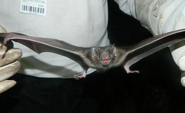 Segundo CCZ, animal infectado não teve contato com pessoas (Foto: Divulgação/Governo de Santa Catarina)