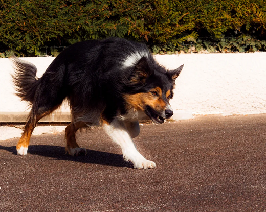 Especialistas da Universidade de Liverpool explicam o que levar em conta na hora de abrigar um cachorro em casa (Foto: C Perret/Unsplash)