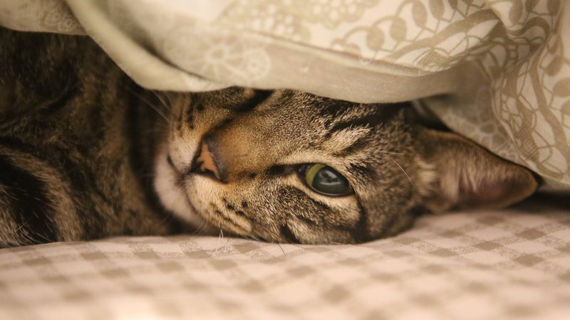 Pesquisa aponta que chance de desenvolver esquizofrenia está ligada a um parasita chamado Toxoplasma gondii - Divulgação Reprodução - Pixabay