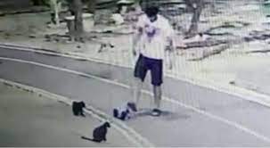 Crédito: Reprodução