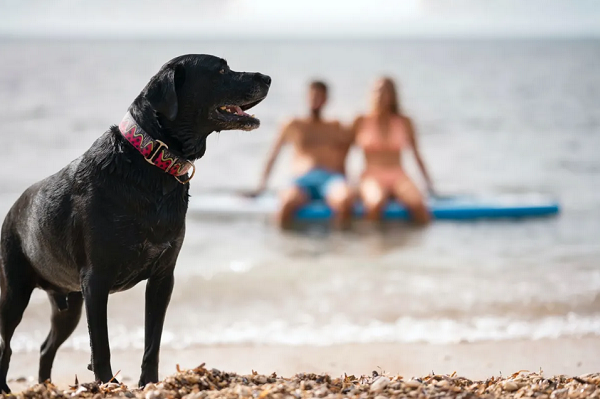 Os cães precisam de cuidados redobrados para o verão (Foto: Divulgação)
