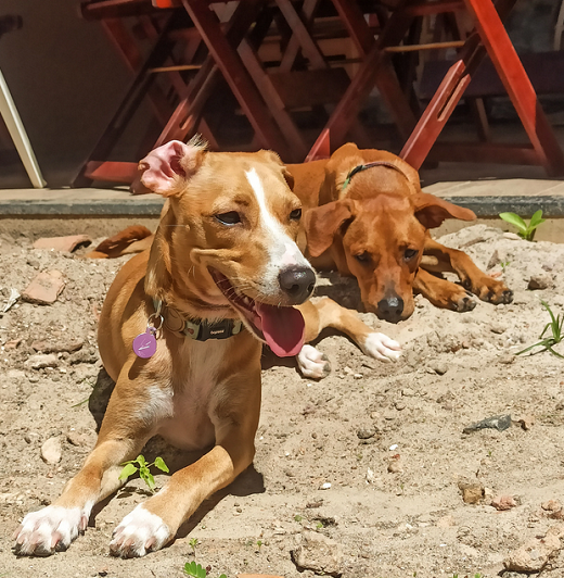 Alguns cuidados gerais com os pets, nessa época, devem ser diferentes do restante do ano (Foto: Arquivo Pessoal)
