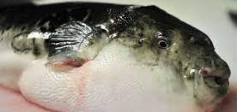 Segundo a família, ele comeu o fígado do peixe - Foto: Divulgação