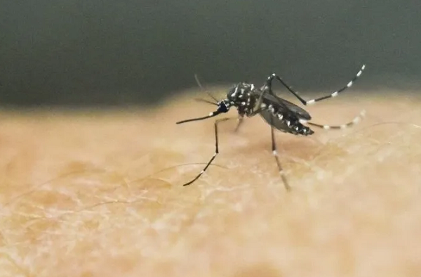 175 municípios baianos em estado de epidemia da dengue (Foto: Luis Robayo/AFP)