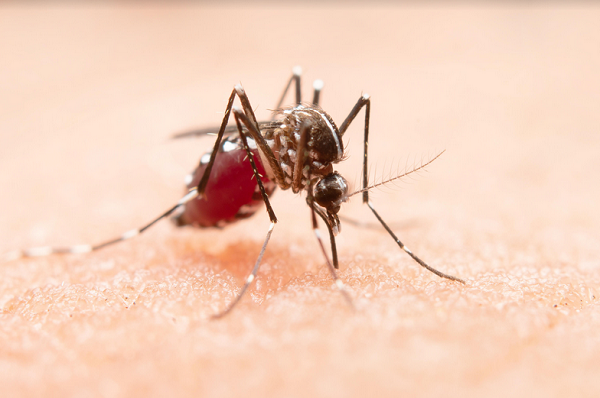 Mosquito Aedes aegypti é o principal transmissor de arboviroses como a dengue (Foto: ilustração/Freepik)