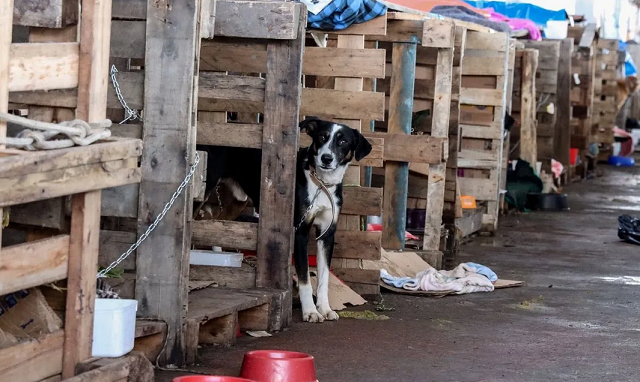 Ferramenta virtual reúne informações sobre a quantidade de animais abrigados (Foto: Rafa Neddermeyer/Agência Brasil)