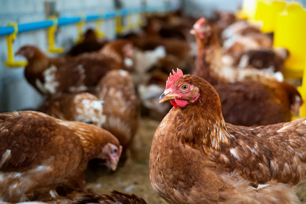 Testes detectaram que o paciente estava infectado com a gripe aviária H5N2 (Foto: Reprodução/Freepik)