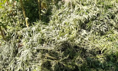 Droga estava plantada em dois pontos distintos de Curaçá. Foto: Divulgação/PM