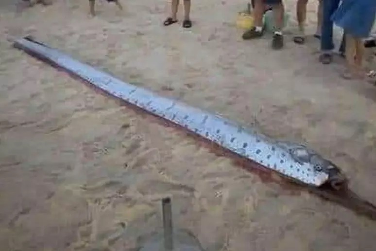 Peixe-remo foi encontrado em praia do Vietnã. Crença local diz que aparição de animal significa a previsão de um desastre natural Foto: Reprodução/Mirror