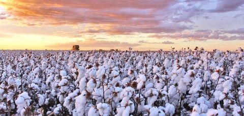 Pela primeira vez, Brasil é oficialmente o maior exportador mundial de algodão - Foto: Divulgação