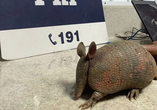 O animal resgatado foi encaminhado ao Centro de Triagem de Animais Silvestres (CETAS) de Vitória da Conquista (Foto: Divulgação/PRF)