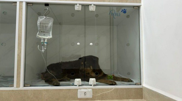 A ação criminosa se enquadra como crime de maus tratos a animais (Foto: Divulgação)