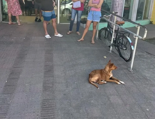 O cachorro esperava pelo dono desde o dia 1° de agosto, quando o homem deu entrada na emergência na unidade (Foto: Divulgação/Prefeitura de Viana)