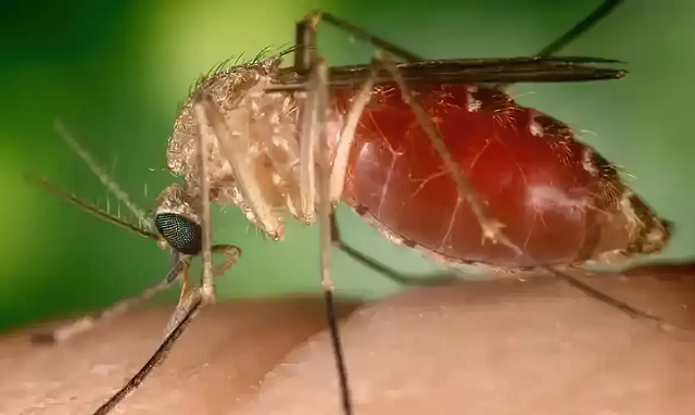 O Ministério da Saúde define a febre do Oropouche como doença causada por um arbovírus do gênero Orthobunyavirus, identificado pela primeira vez no Brasil, em 1960, a partir da amostra de sangue de um bicho-preguiça capturado durante a construção da rodovia Belém-Brasília. (Foto: Conselho Federal de Farmácia/Divulgação)