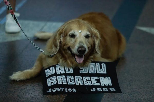 Medidas preveem sistema que permite rastreio em tempo real do pet e serviço de atendimento veterinário (Foto: Uendel Galter/Ag A TARDE)