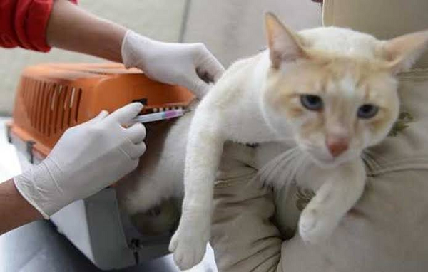 Recomendação dos profissionais de saúde é de que os cães e gatos estejam em boa condição de saúde no ato da vacina (Foto: Reprodução)