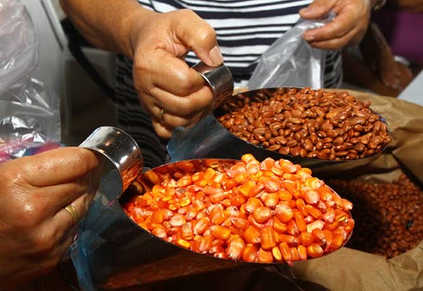 Agricultores cadastrados vão receber sementes de feijão e milho, além de insumos, como calcário e torta de mamona (Foto: Reprodução)