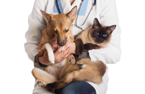 Castração será realizada em clínicas veterinárias credenciadas, conforme parâmetros técnicos e disponibilidade de vagas (Foto: Reprodução)