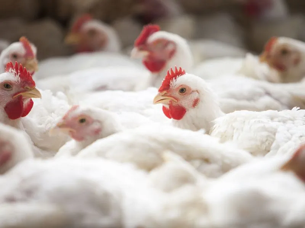 O vírus da influenza aviária, identificado como H5N1 chegou no Brasil em (Foto: Reprodução/Agência Brasil)