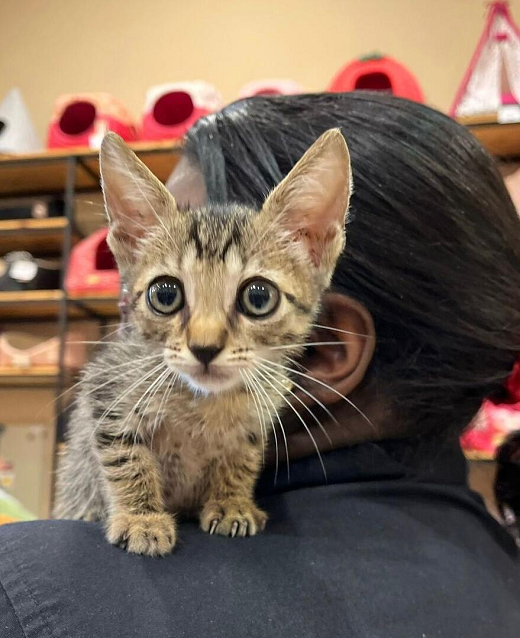 Iniciativa é uma parceria com o grupo de proteção animal GAPAR e conta com o apoio da Le Pet Store (Foto: Divulgação) Iniciativa é uma parceria com o grupo de proteção animal GAPAR e conta com o apoio da Le Pet Store (Foto: Divulgação)