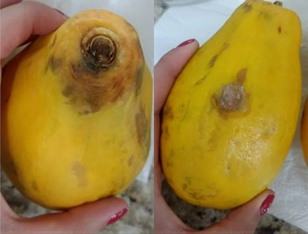 Crianças, idosos e pessoas com sistema imunológico debilitado, devem ser especialmente cuidadosos (Foto: Divulgação/Embrapa) Crianças, idosos e pessoas com sistema imunológico debilitado, devem ser especialmente cuidadosos (Foto: Divulgação/Embrapa)