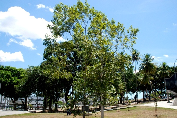 Árvore Camaçari, que deu origem ao nome da cidade (Foto: Reprodução | PMC) Árvore Camaçari, que deu origem ao nome da cidade (Foto: Reprodução | PMC)