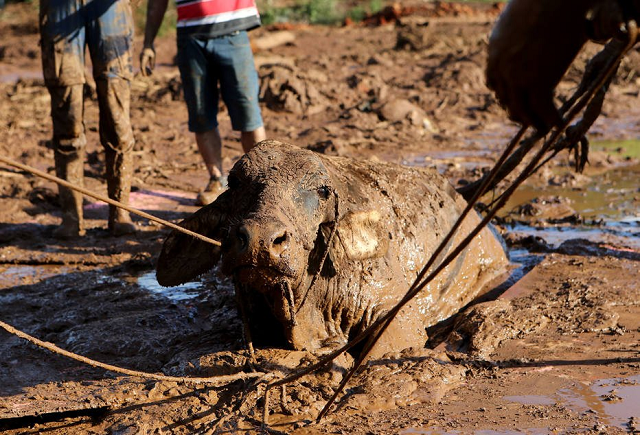 Equipes de resgate voluntárias tentando salvar a vaca que esta atolada na lama de rejeitos da mina do Córrego do Feijão, em Brumadinho (Foto: Wiilton Júnior | Estadão)
