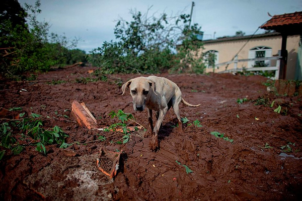 Um cachorro andava por Brumadinho na manhã deste sábado (Foto: Mauro Pimentel | AFP) Um cachorro andava por Brumadinho na manhã deste sábado (Foto: Mauro Pimentel | AFP)