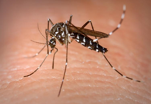 Este ano, do dia 1º de janeiro ao dia 18, foram notificados 400 casos da doença em 55 municípios (Foto: Reprodução) Este ano, do dia 1º de janeiro ao dia 18, foram notificados 400 casos da doença em 55 municípios (Foto: Reprodução)