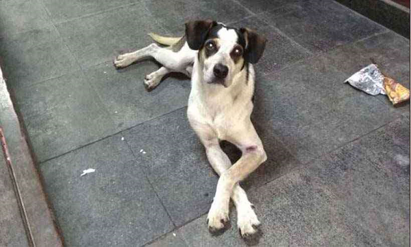 Cadela foi espancada com uma barra de ferro por um segurança da rede Carrefour em Osasco (Foto: Reprodução | Facebook)