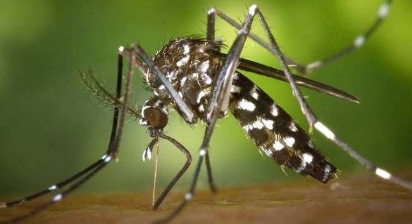 O mosquito Aedes aegypti é transmissor da zika e também da febre do Rift Valley (Foto: Reprodução) O mosquito Aedes aegypti é transmissor da zika e também da febre do Rift Valley (Foto: Reprodução)