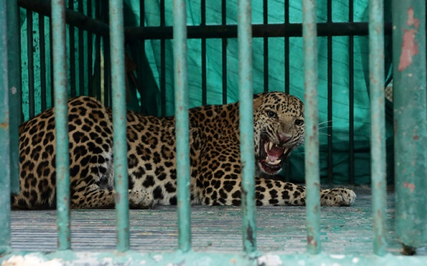 Leopardo em jaula, capturado em Gujarat, Índia, em 5 de novembro de 2018 (Foto: Gujarat Forest Department | AFP) Leopardo em jaula, capturado em Gujarat, Índia, em 5 de novembro de 2018 (Foto: Gujarat Forest Department | AFP)