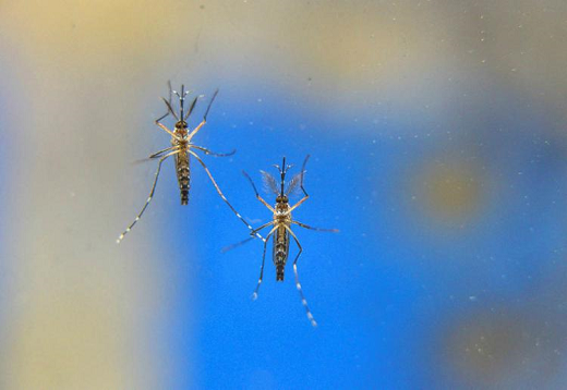 Aedes aegypti é transmissor de dengue, zika, chikungunya e febre amarela urbana (Foto: Reprodução) Aedes aegypti é transmissor de dengue, zika, chikungunya e febre amarela urbana (Foto: Reprodução)
