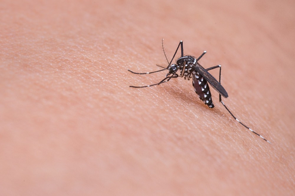 Aedes aegypti é o transmissor da dengue, vírus zika e chikungunya (Foto: Divulgação) Aedes aegypti é o transmissor da dengue, vírus zika e chikungunya (Foto: Divulgação)