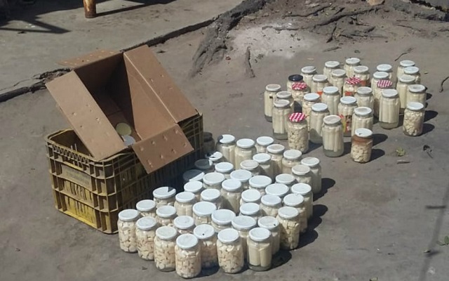 Foram apreendidos 136 potes de palmitos pronto e 30 kg de palmitos naturais (Foto: Divulgação | Polícia Civil) Foram apreendidos 136 potes de palmitos pronto e 30 kg de palmitos naturais (Foto: Divulgação | Polícia Civil)