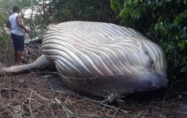 Baleia é encontrada em área de mata do município de Soure, no Marajó (Foto: Reprodução) Baleia é encontrada em área de mata do município de Soure, no Marajó (Foto: Reprodução)