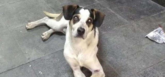 Do valor depositado, R$ 500 mil serão destinados exclusivamente à esterilização de cães e gatos (Foto: Reprodução) Do valor depositado, R$ 500 mil serão destinados exclusivamente à esterilização de cães e gatos (Foto: Reprodução)