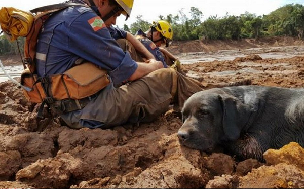 Barney, que ficou conhecido após ajudar o Corpo de Bombeiros no resgate de vítimas do desastre de Brumadinho (Foto: Reprodução) Barney, que ficou conhecido após ajudar o Corpo de Bombeiros no resgate de vítimas do desastre de Brumadinho (Foto: Reprodução)